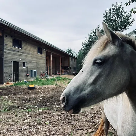 A With Horses * Variku