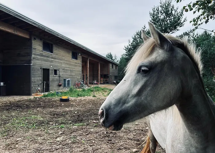 A With Horses * Variku