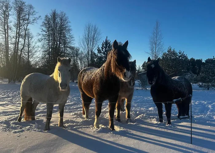 A With Horses Semesterbostad